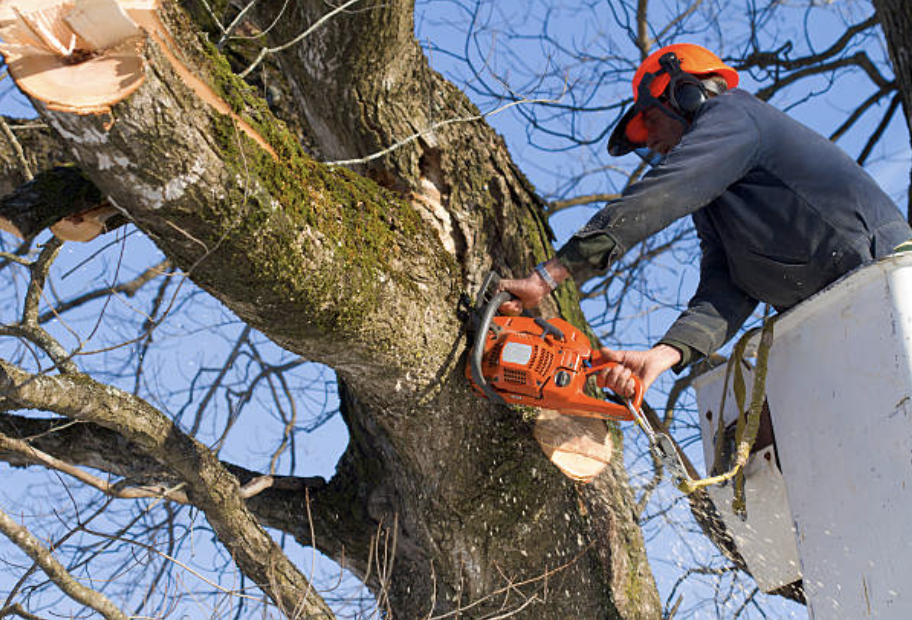 tree trimming Glen Echo md